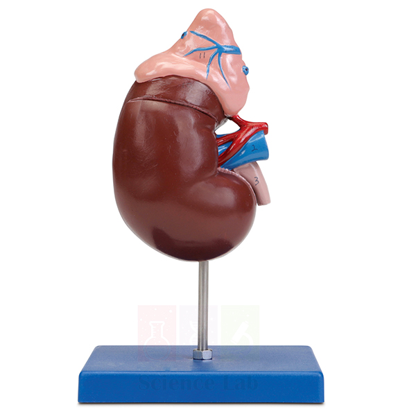Human Kidney Model